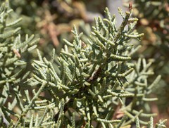Cupressus glabra