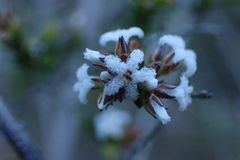 Leucopogon microphyllus