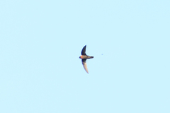 Streptoprocne rutila