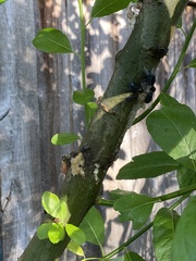 Cryptorhynchus lapathi