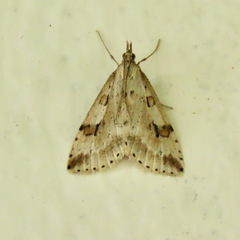 Udea washingtonalis
