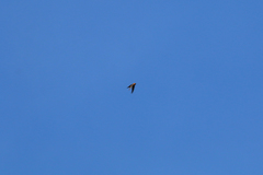 Streptoprocne rutila