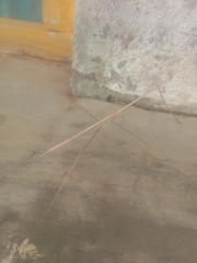 Schizocephala bicornis