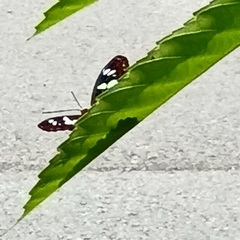 Moduza procris milonia