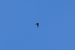 Streptoprocne rutila