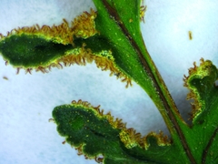 Pentagramma triangularis triangularis