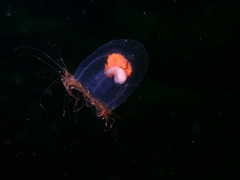 Hyperiidae