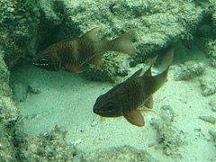 Ostorhinchus norfolcensis