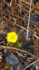 Ranunculus sulphureus