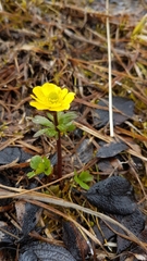 Ranunculus sulphureus