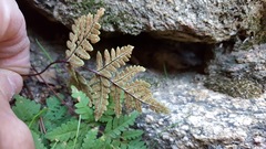 Pentagramma triangularis triangularis