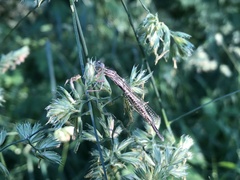 Platycnemis pennipes