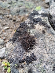 Pseudephebe minuscula