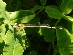 Platycnemis pennipes