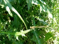 Platycnemis pennipes
