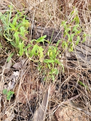 Sigesbeckia australiensis