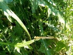Platycnemis pennipes