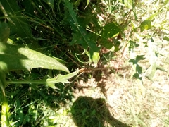 Platycnemis pennipes