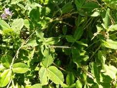 Platycnemis pennipes