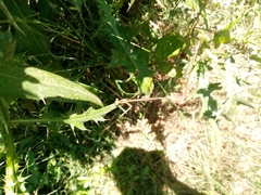 Platycnemis pennipes