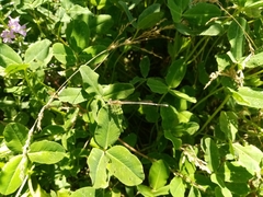 Platycnemis pennipes