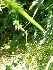 Platycnemis pennipes