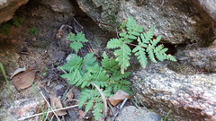 Pentagramma triangularis triangularis