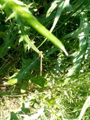 Platycnemis pennipes