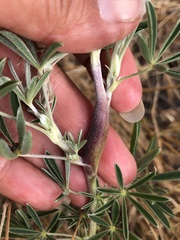 Neolasioptera lupini