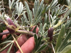 Neolasioptera lupini