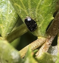 Clastoptera lineatocollis