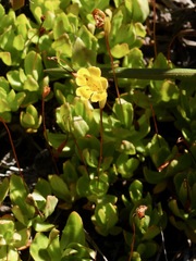 Erythranthe primuloides