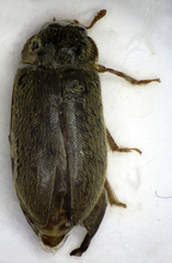 Byturus ochraceus