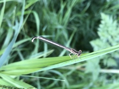 Platycnemis pennipes