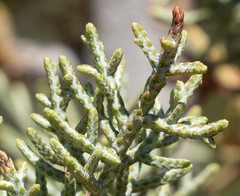 Cupressus glabra