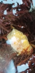 Thordisa bimaculata