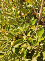 Pavetta gardeniifolia