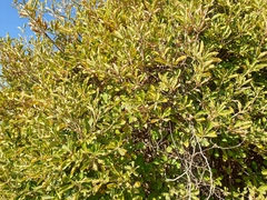 Pavetta gardeniifolia