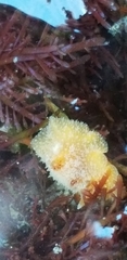 Thordisa bimaculata