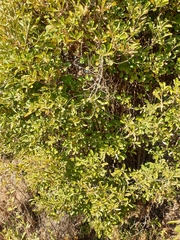 Pavetta gardeniifolia