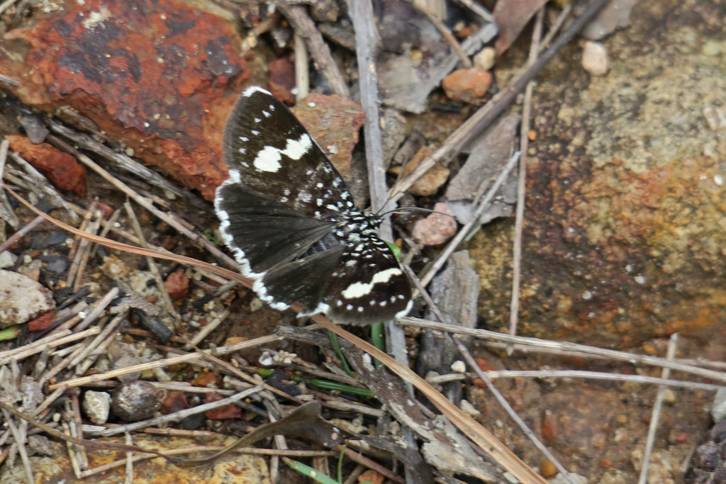 Idalima affinis