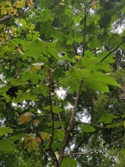 Sterculia villosa