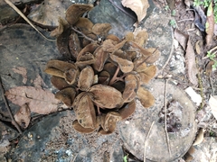 Sterculia villosa