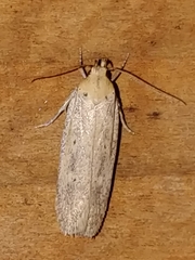 Platyedra subcinerea