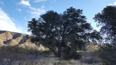 Quercus agrifolia oxyadenia