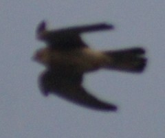 Falco tinnunculus