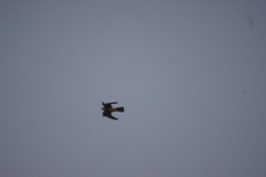 Falco tinnunculus
