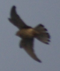 Falco tinnunculus