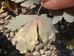 Phytomyza aquilegiae