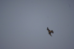 Falco tinnunculus